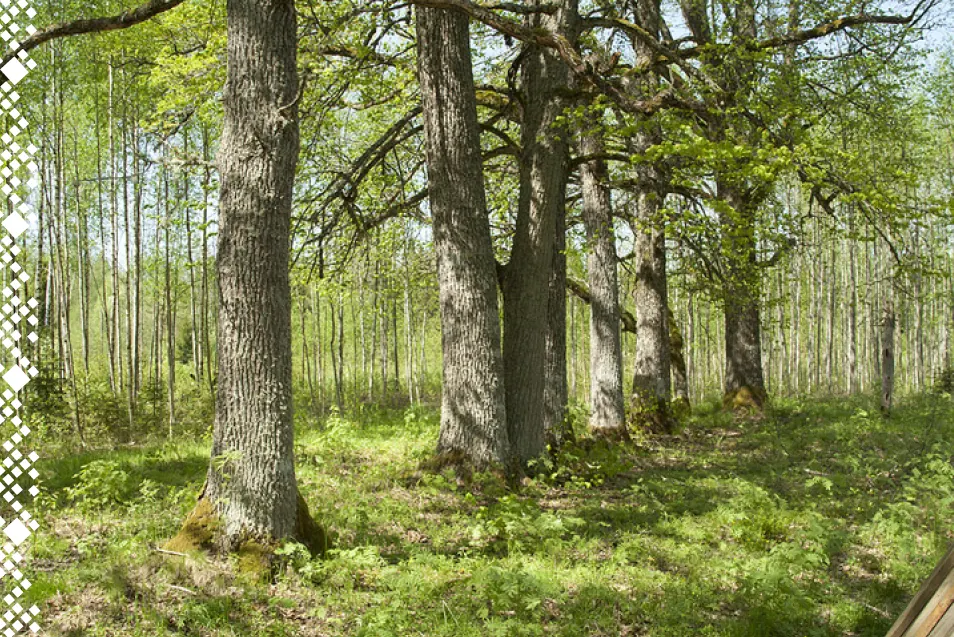 Kõveri matkarada ja metsane ümbrus